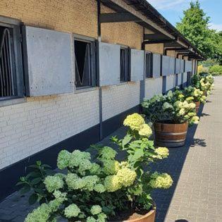 Luxe Gastenkamer Met Living En Keuken Bij Friezen Paarden Stal Pellendijk Westendorp 外观 照片